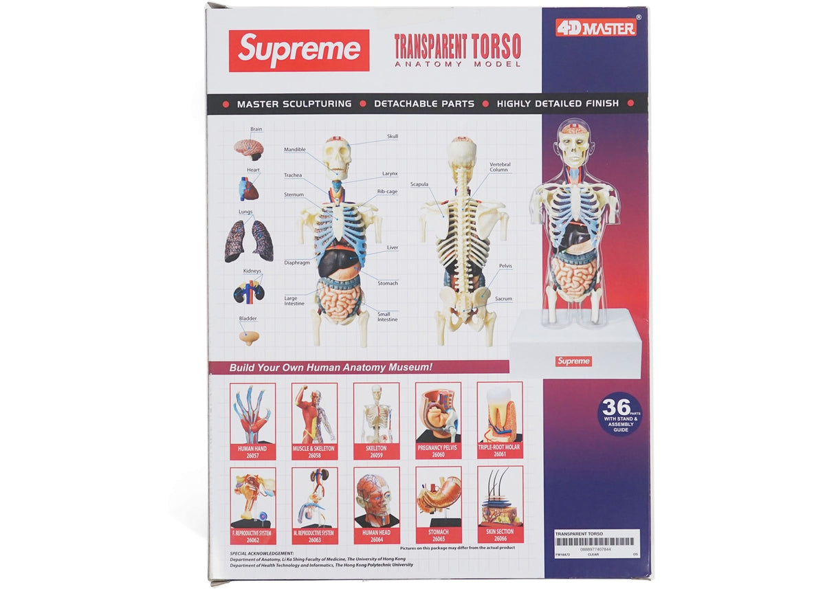 Supreme Male Anatomy Model Clear – BASEMENT_HK