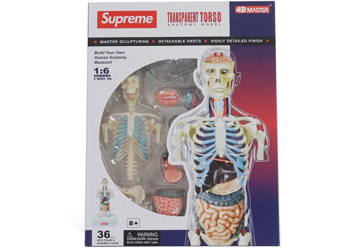 Supreme Male Anatomy Model Clear – BASEMENT_HK