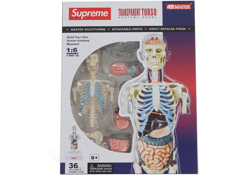 Supreme - supreme  transparent torso 人体模型 Supreme Male Anatomy Model Clear – BASEMENT_HK